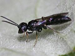Aphid Wasp